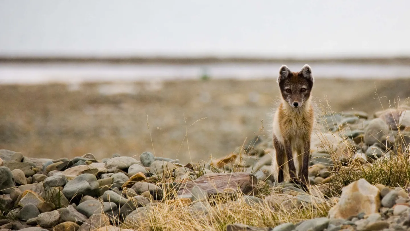 volpe artica con il cappotto estate
