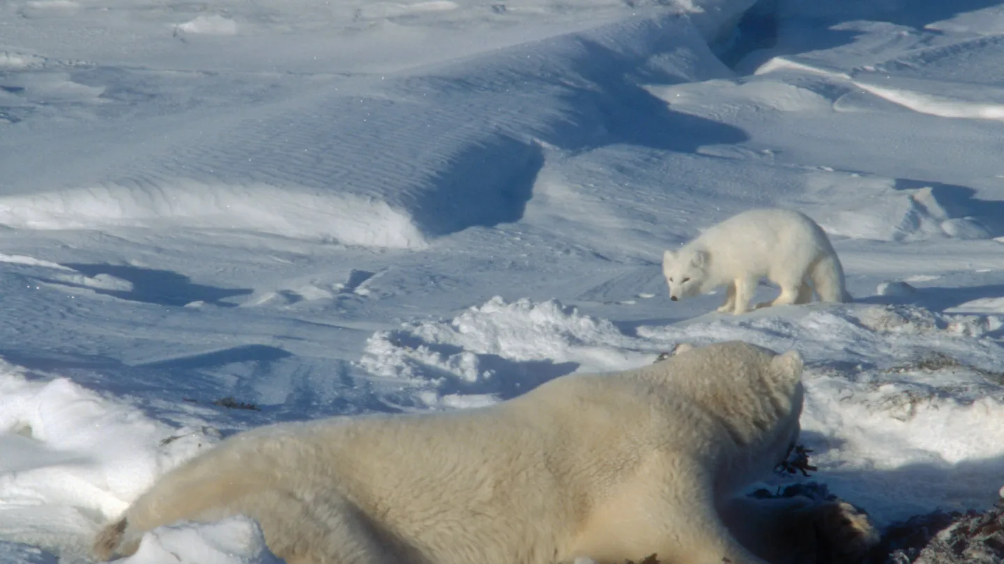 Polar ha osservato Polarfuchs