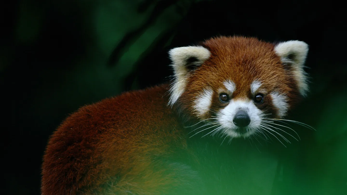 chiamato Red Panda o Lesser Panda