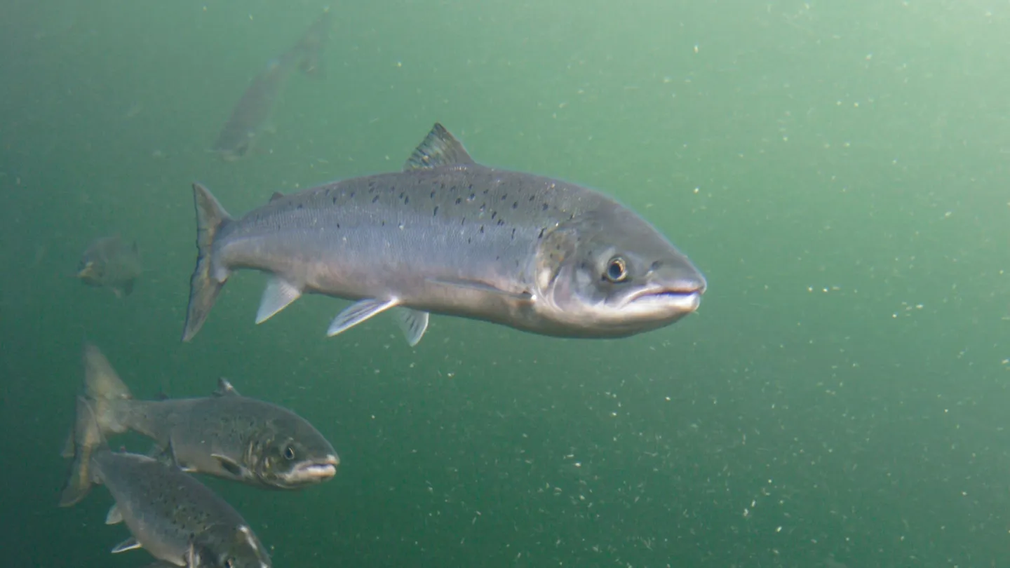 giovani salmoni salmone nella fase sulla strada per il mare