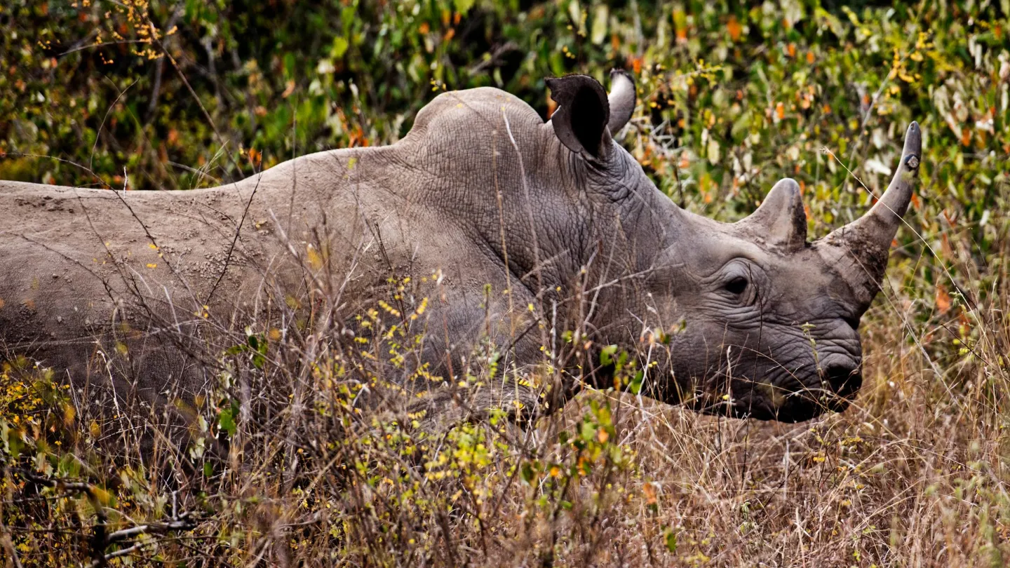 Ein Spitzmaulnashorm im Nairobi National Park