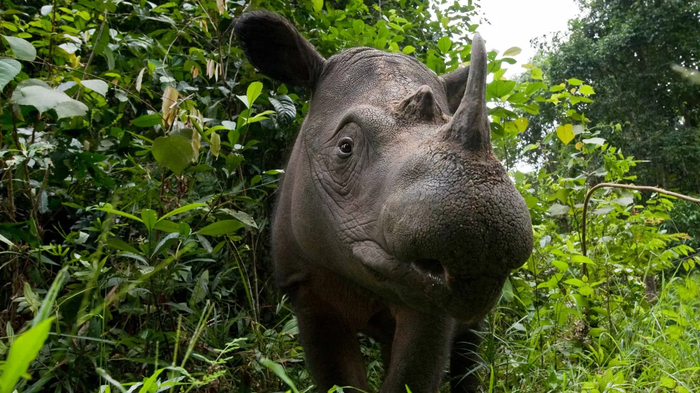 Nahaufnahme eines Sumatra-Nashorns im Way Kambas National Park, Indonesien