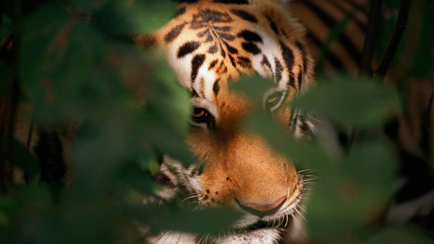 Tiger in Kanha National Park, India