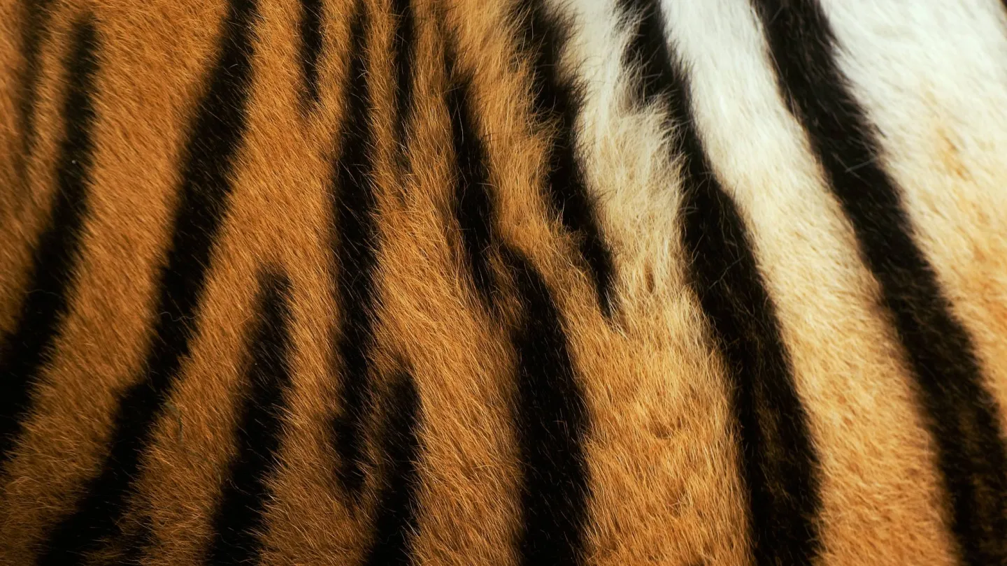 Tiger rayures de la peau