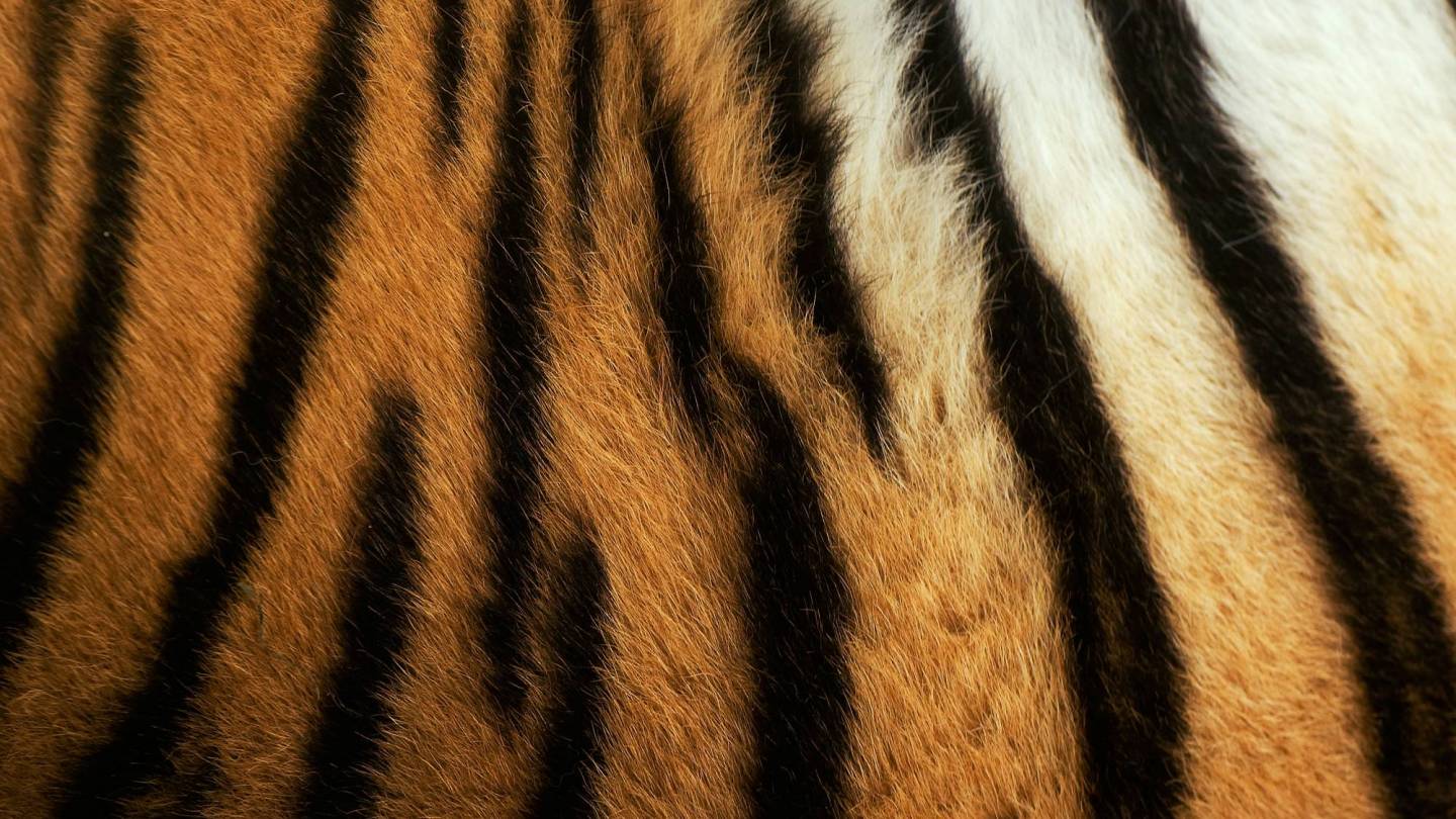 Tiger strisce di pelle