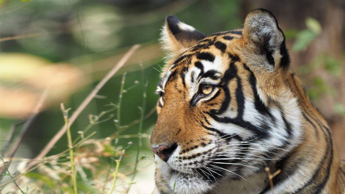 Tiger Chiudi