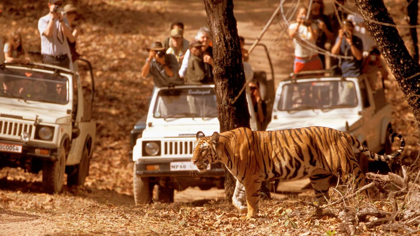 Turisti fotografare Tiger