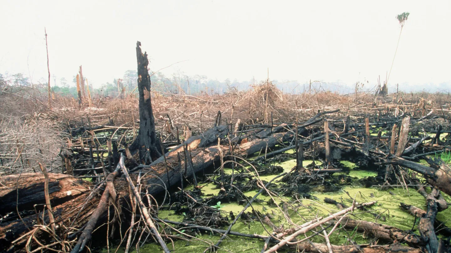 Foresta tropicale viene bruciato per far posto per gli alberi di palma da olio.