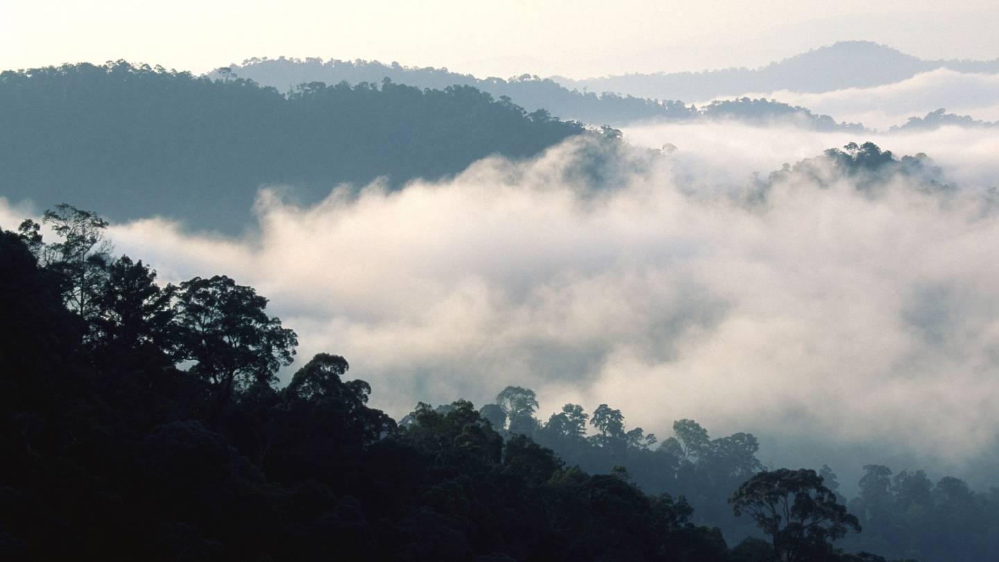 Nuages ​​au-dessus de la forêt tropicale, Taman Negara National Park, la Malaisie péninsulaire