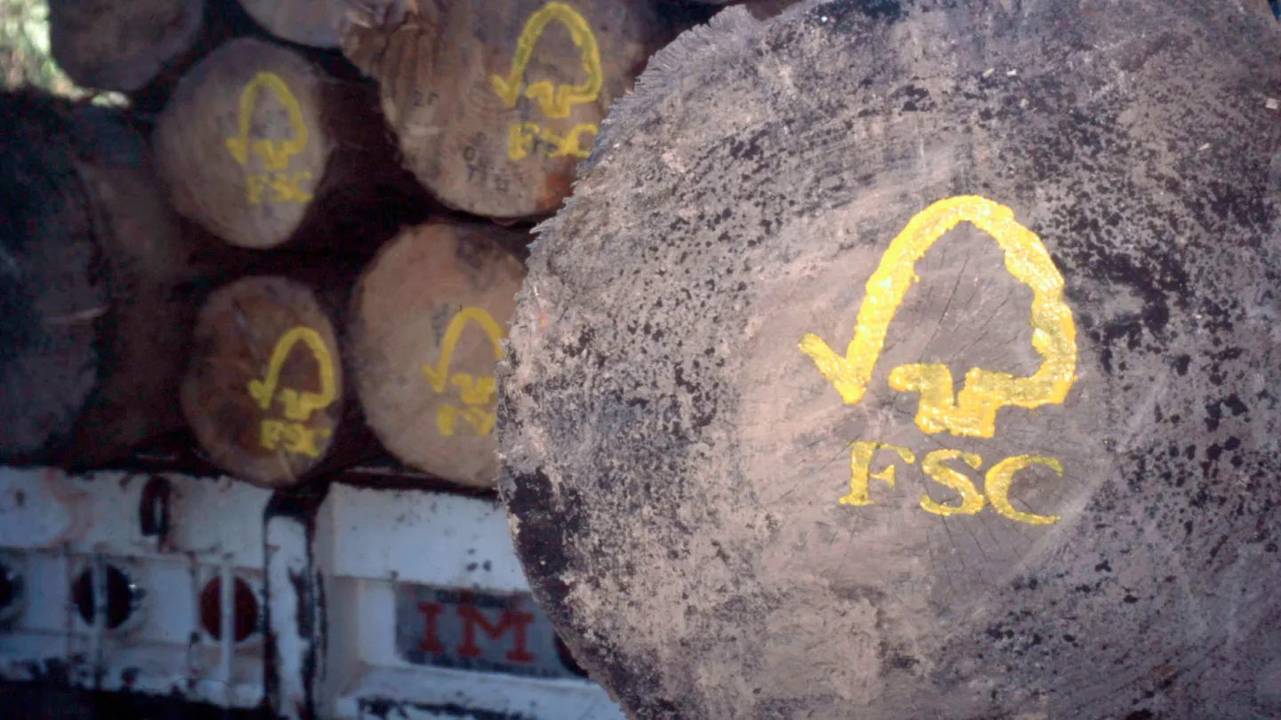 logo FSC su un tronco d'albero abbattuto in modo sostenibile a Oaxaca, Messico.