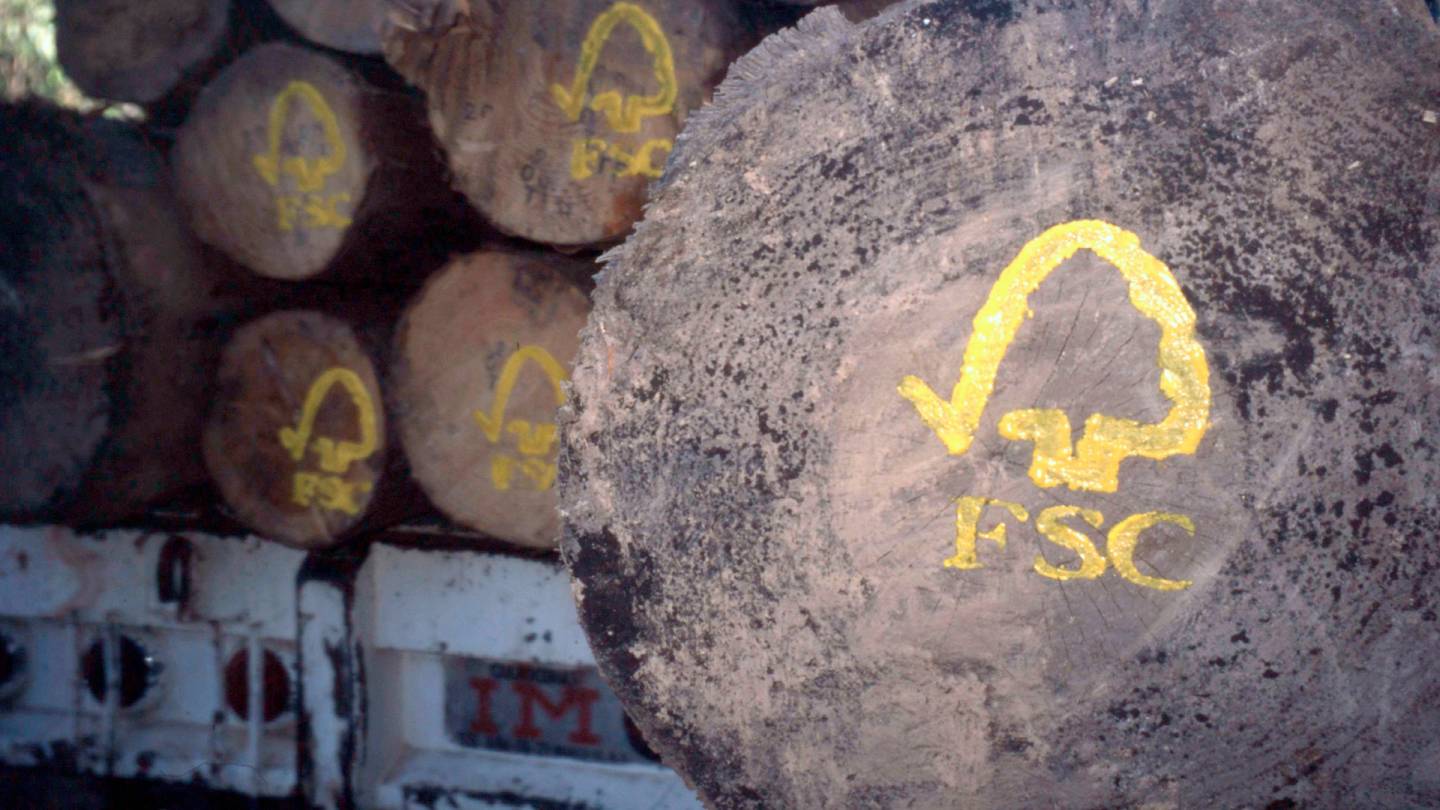 logo FSC sur un tronc d'arbre durable abattu à Oaxaca, au Mexique.