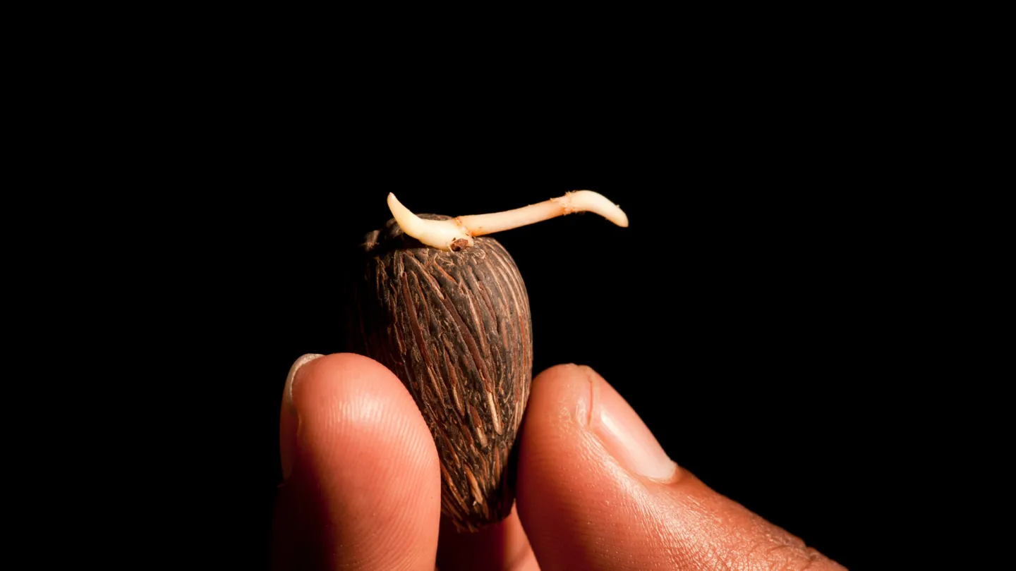 Seme di una pianta di olio di palma