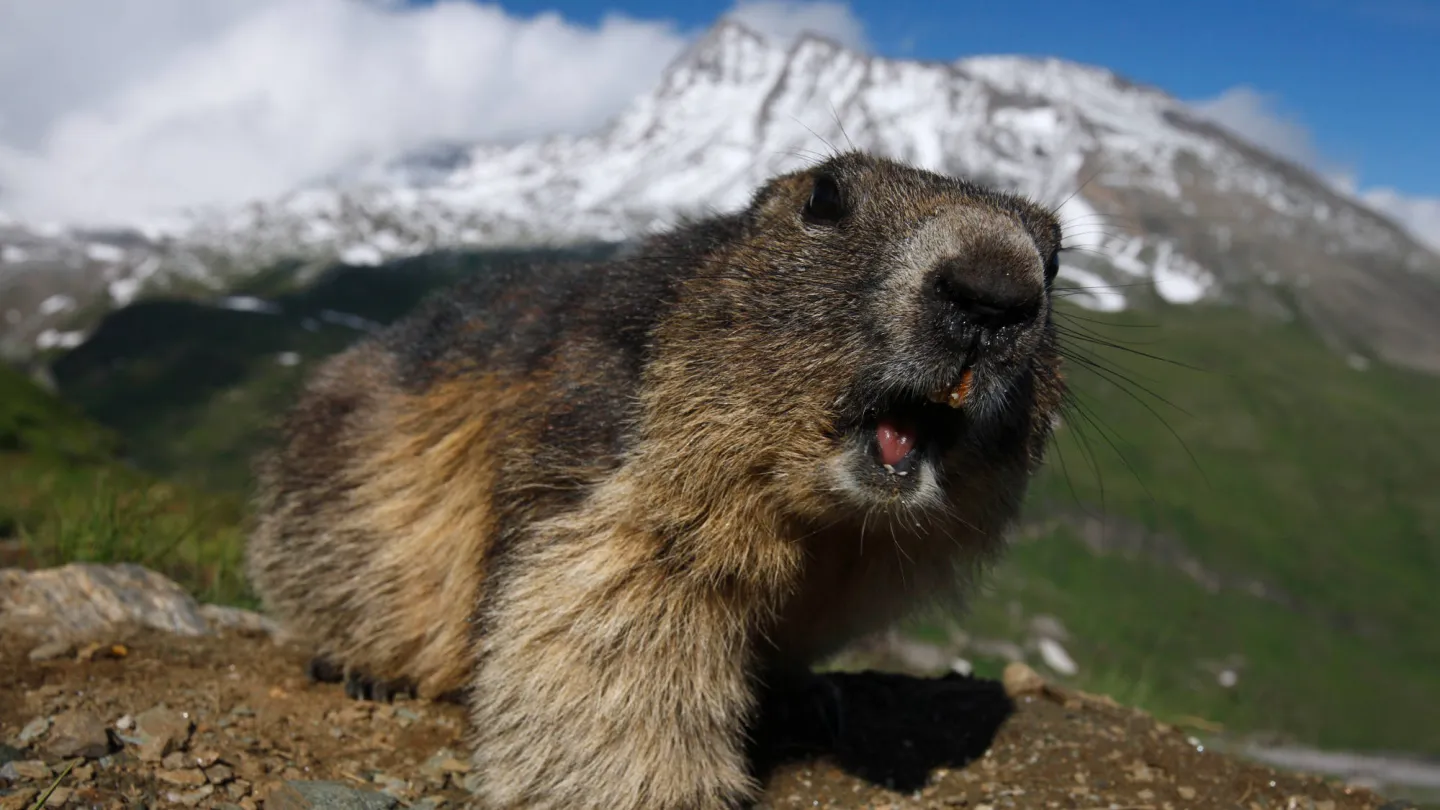 Murmeltier in den Alpen