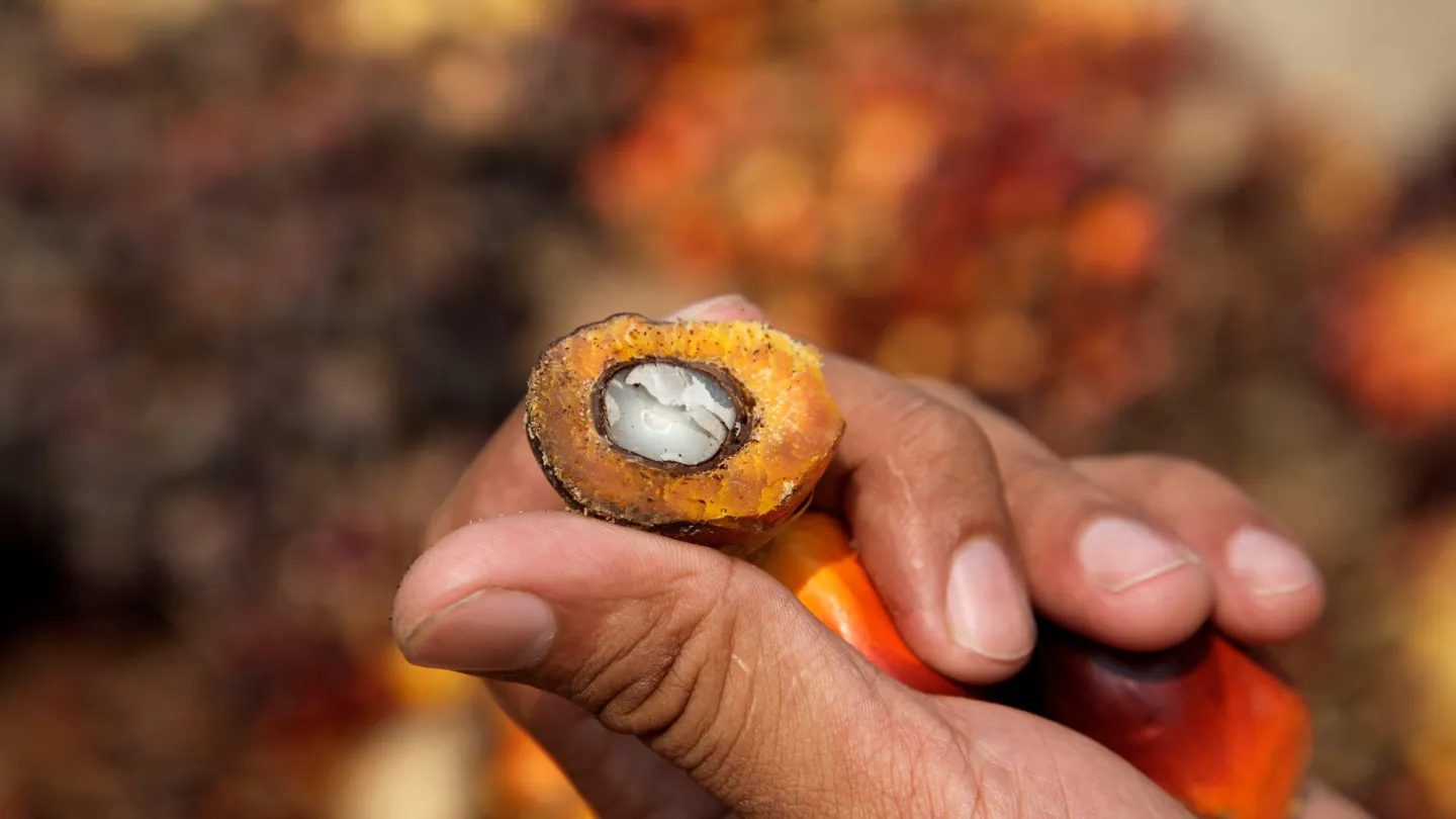 Una mano che tiene un olio di palma di frutta aperta, Malesia