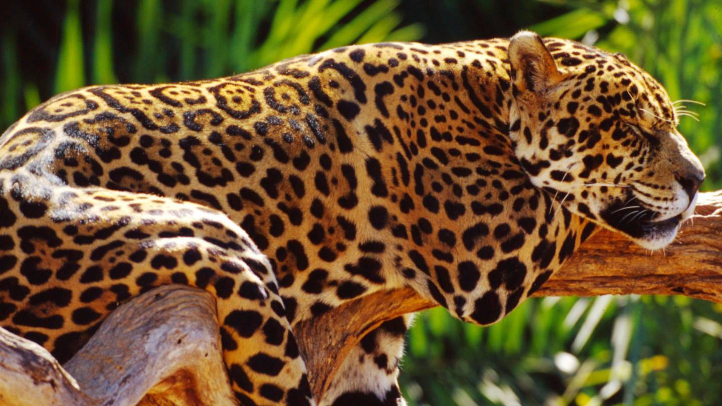Jaguar dormir sur l'arbre, le Brésil