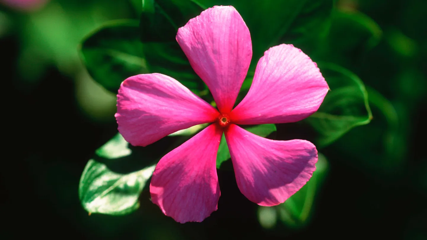 Alcaloïdes fleur de Madagascar. Cette plante médicinale est principalement affectée pour la guérison de l'être humain de la leucémie et le cancer.