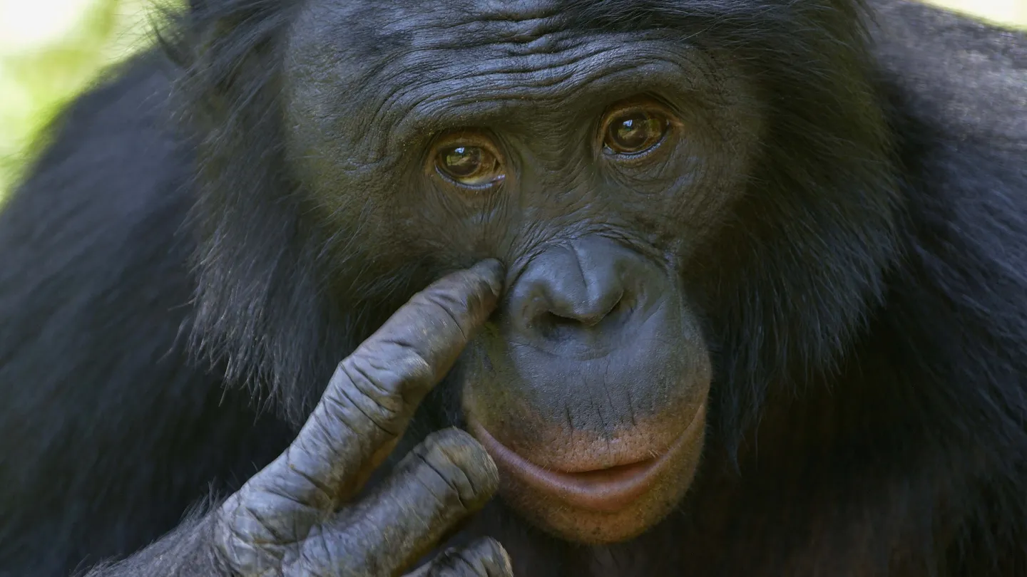 Ritratto di bonobo a Lola ya Bonobo Santuario, Repubblica Democratica del Congo
