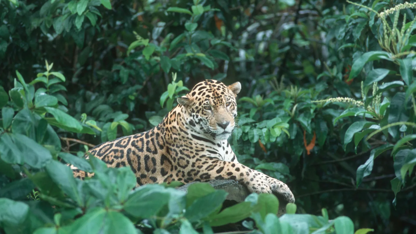 Un giaguaro è nel suo habitat naturale