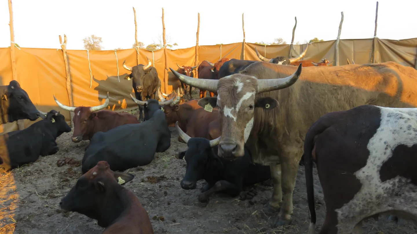 Bestiame all'interno di un recinto cellulare contro gli attacchi di leone