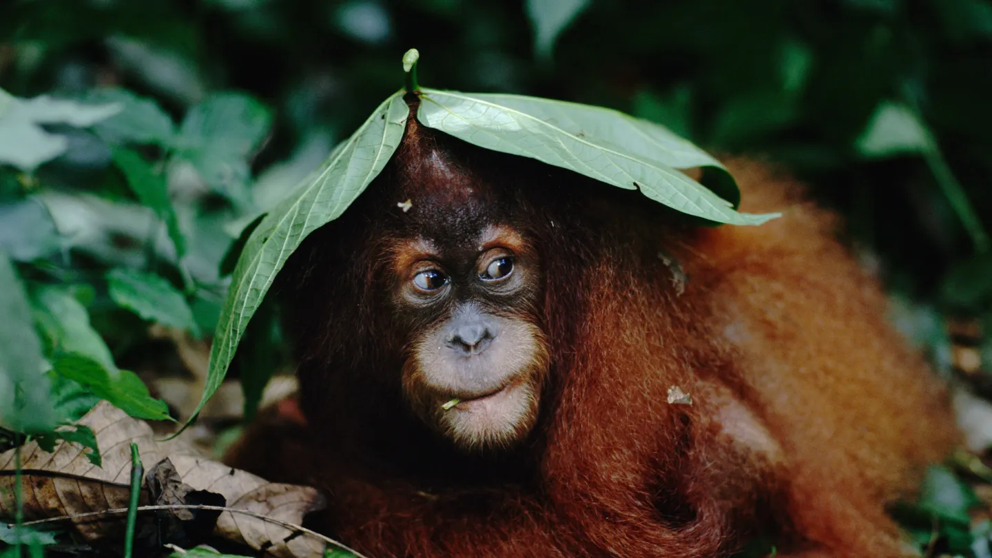 Ein junger Sumatra Orang-Utan mit einem Blatt auf dem Kopf.