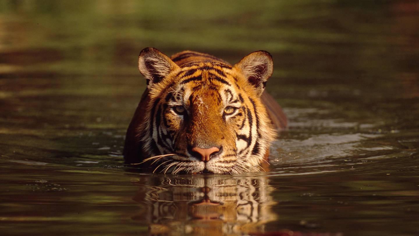 galleggiante Tiger