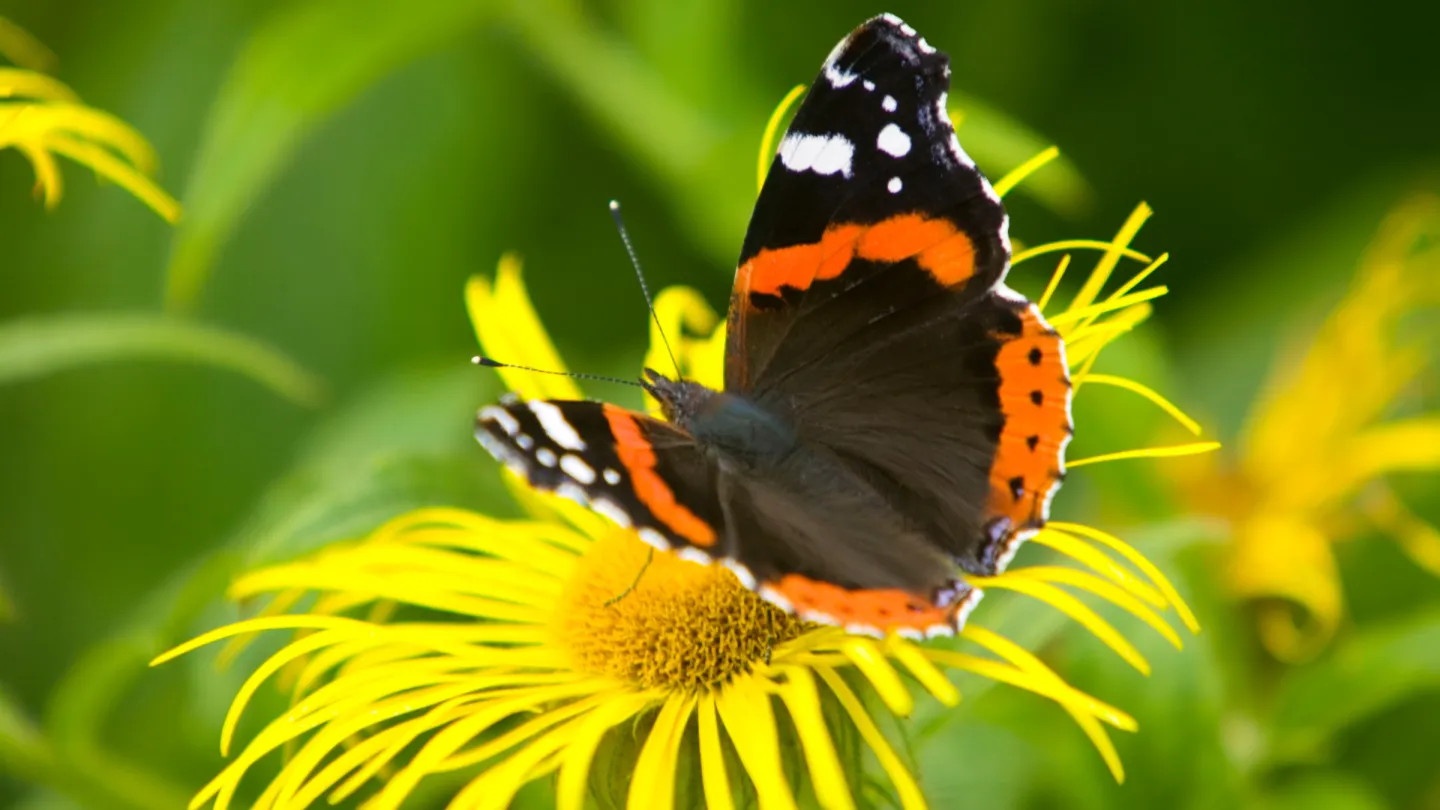 Roter Admiral-Schmetterling auf einer Blume