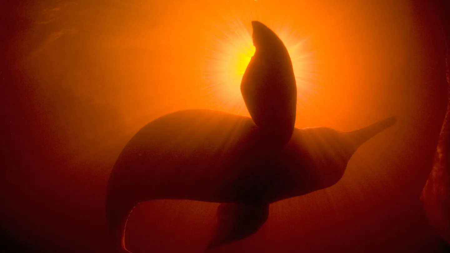 Contours du dauphin du fleuve Amazone avec la lumière du soleil, Rio Negro, Amazon, Braslilien.