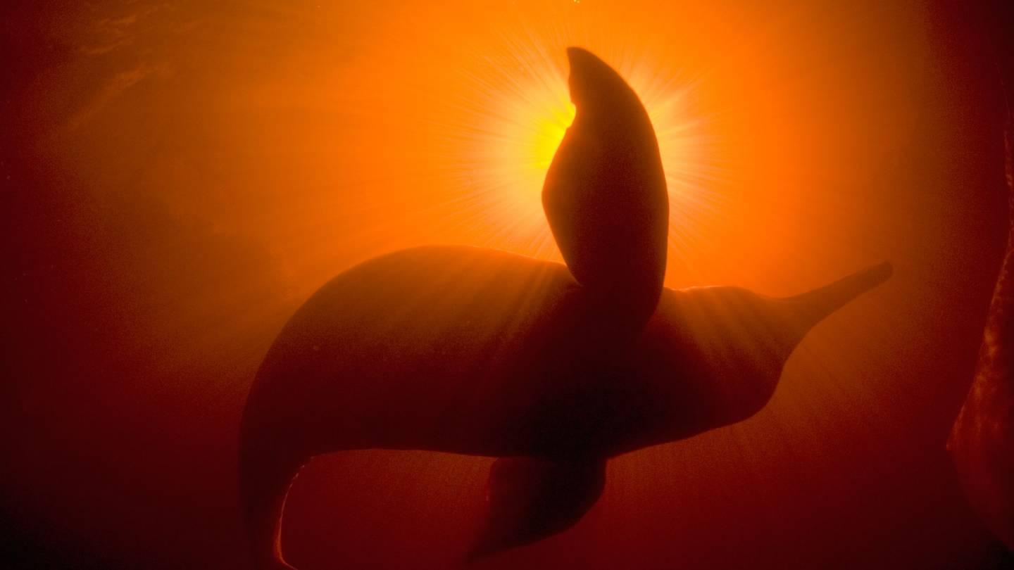 Konturen des Amazonas-Flussdelfin mit Sonneneinstrahlung, Rio Negro, Amazonas, Braslilien.