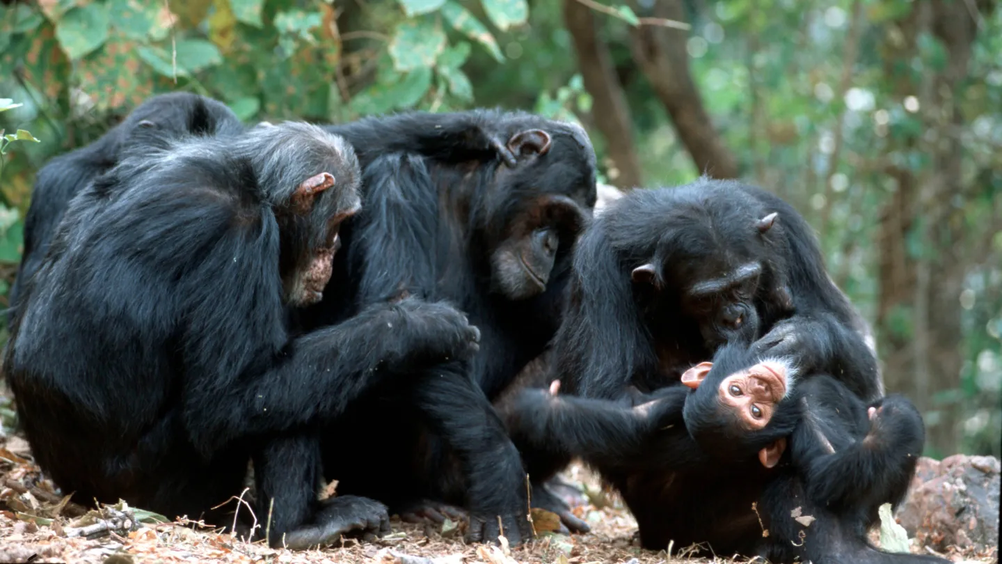 Schimpansenfamilie am lausen. Jane Goodall Institut, Gombé Nationalpark, Tansania 