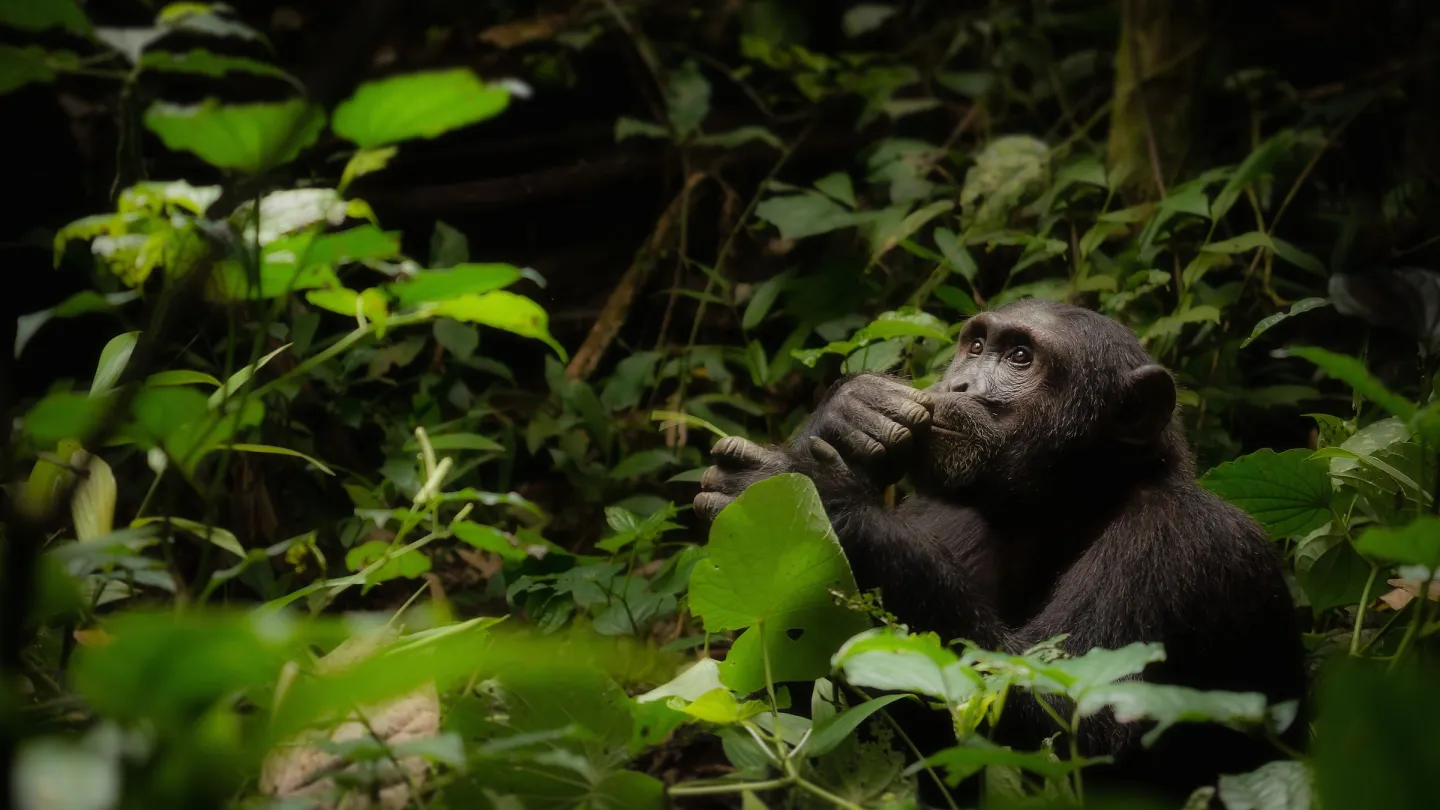 Schimpanse schaut nachdenklich, Kibale Nationalpark, Uganda