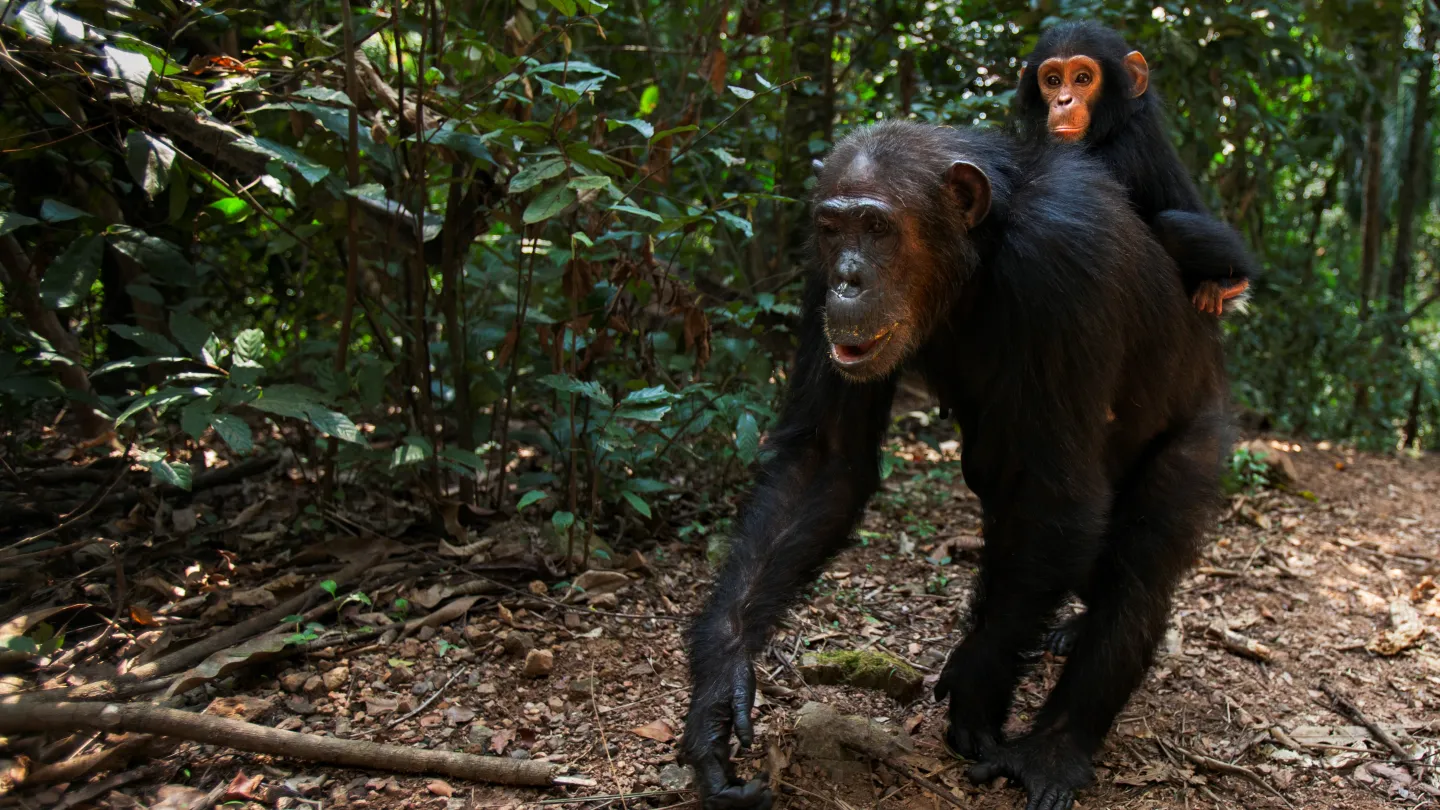 Ostafrikanischer Schimpanse läuft mit Jungem auf dem Rücken, Gombe National Park, Tanzania. 