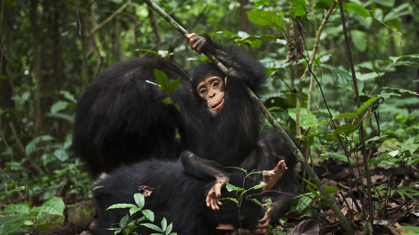 Schimpansenbaby schwingt an einem Ast, Gombe Nationalpark, Tansania