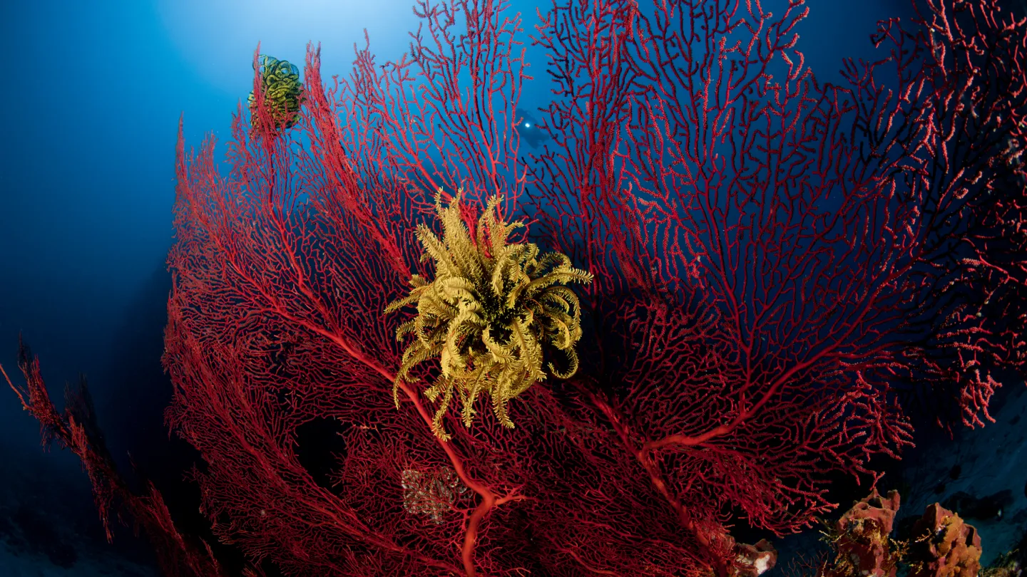Corallo del ventilatore rosso. Kime Bay, Papua Nuova Guinea