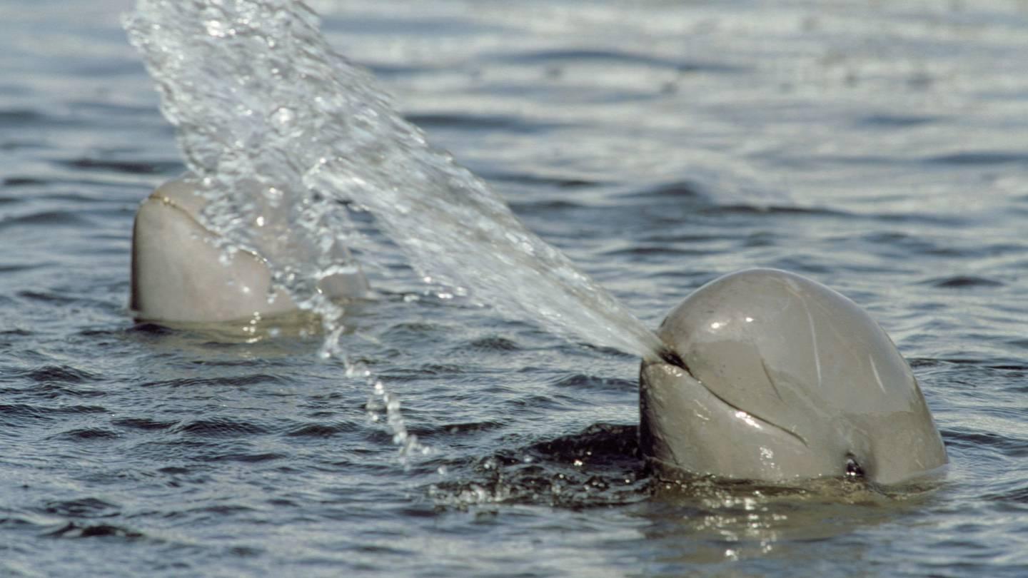 Mekong-Flussdelfin bläst Wasserstrahl aus, Thailand