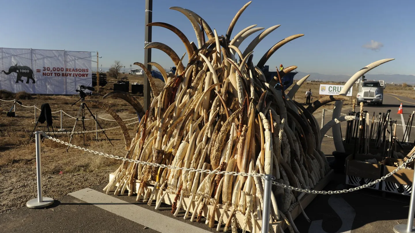Konfisziertes Elfenbein in Colorado, USA
