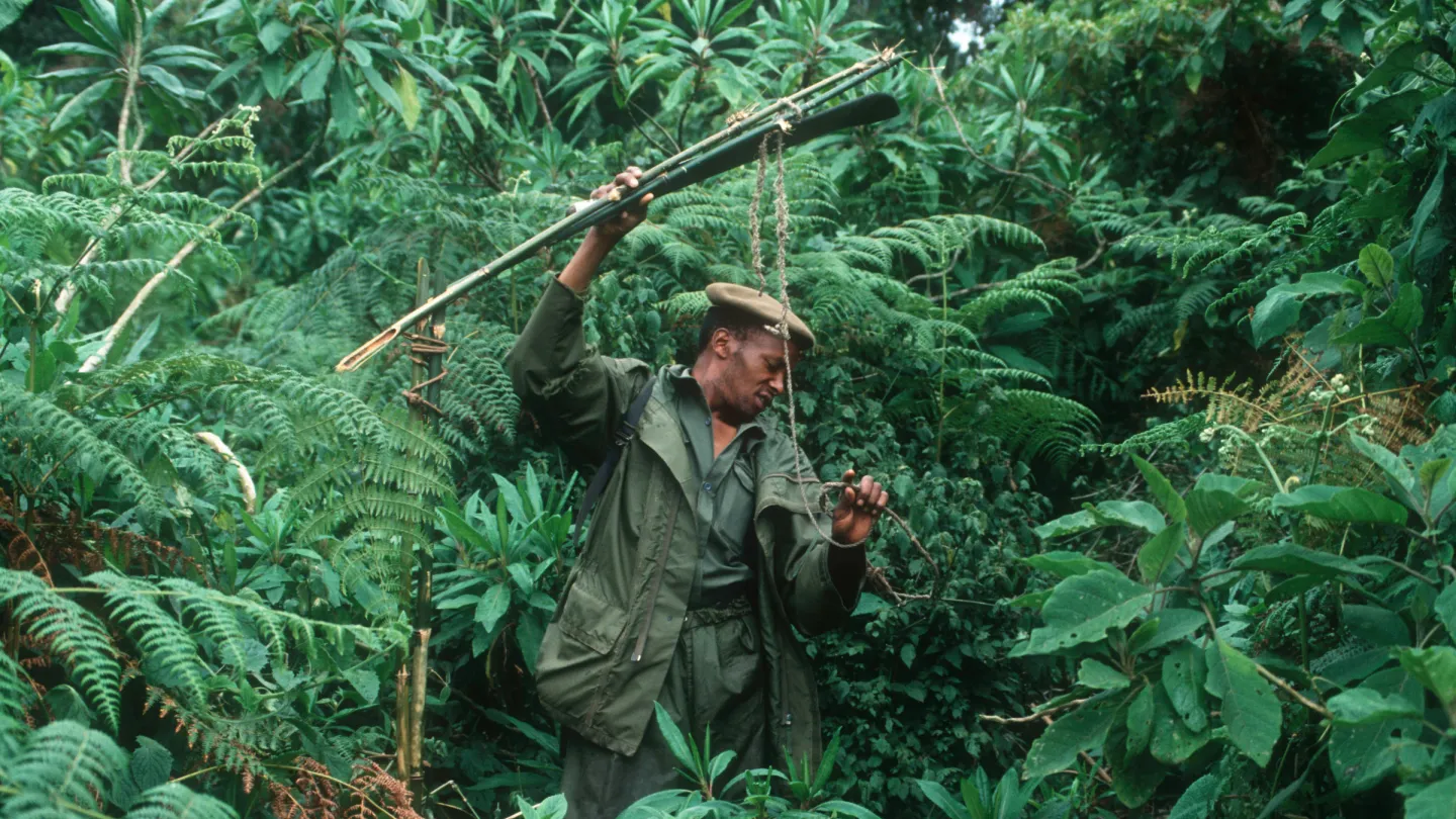 Parkwächter entfernt Tierfallen, Virunga Nationalpark, Kongo.