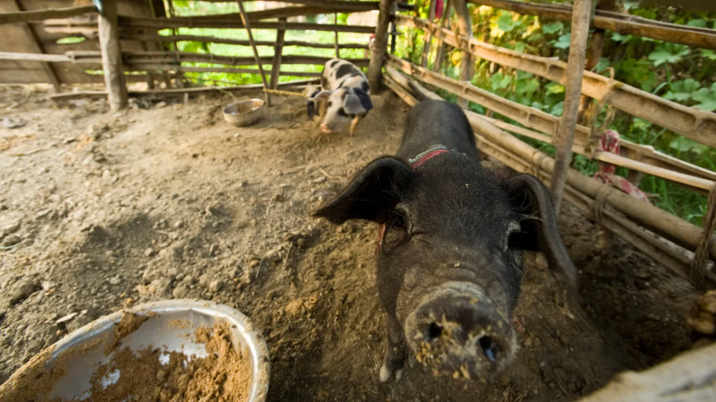 Schwein im Auslaufstall