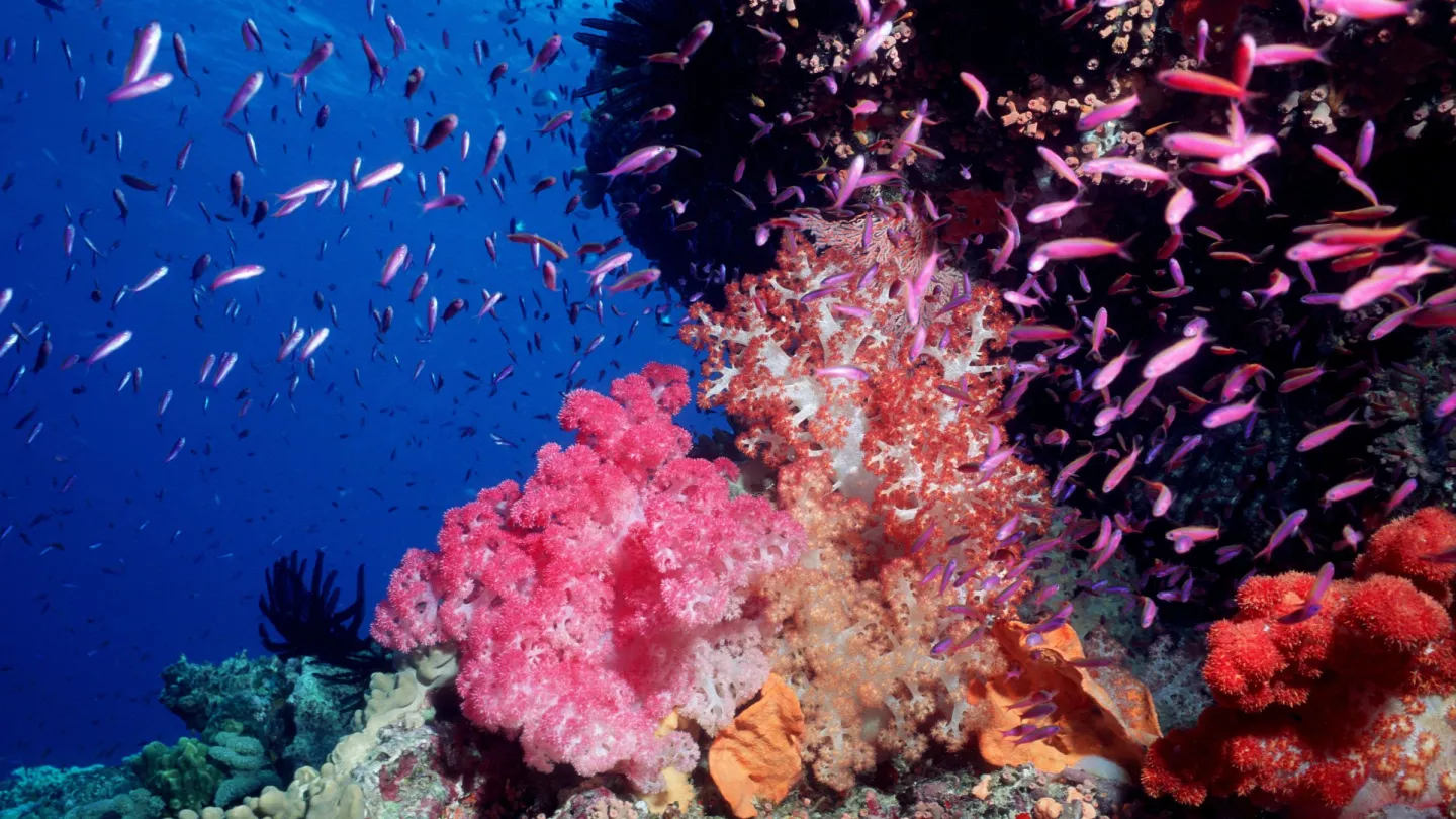 Rosa corallo molle con i pesci, Great Barrier Reef, Australia