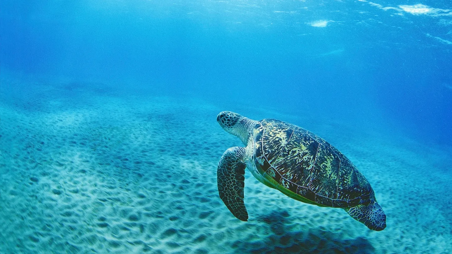 Tartaruga verde (Chelonia mydas), Mar Rosso, Egitto