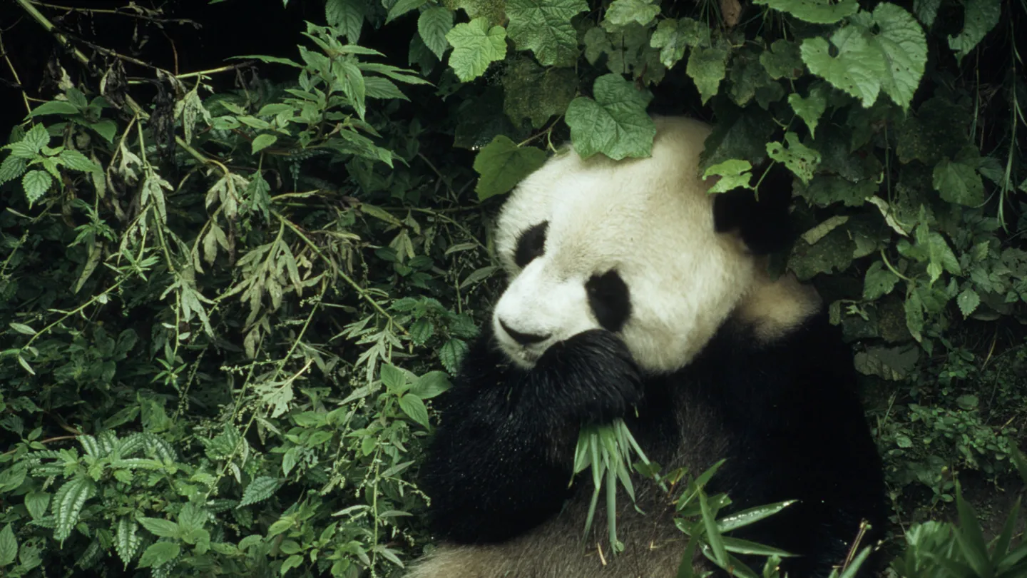 Ailuropoda melanoleuca Giant panda 6 year old male eating bamboo Wolong Research Centre, China Project number: CN0022 Project number: CN0005