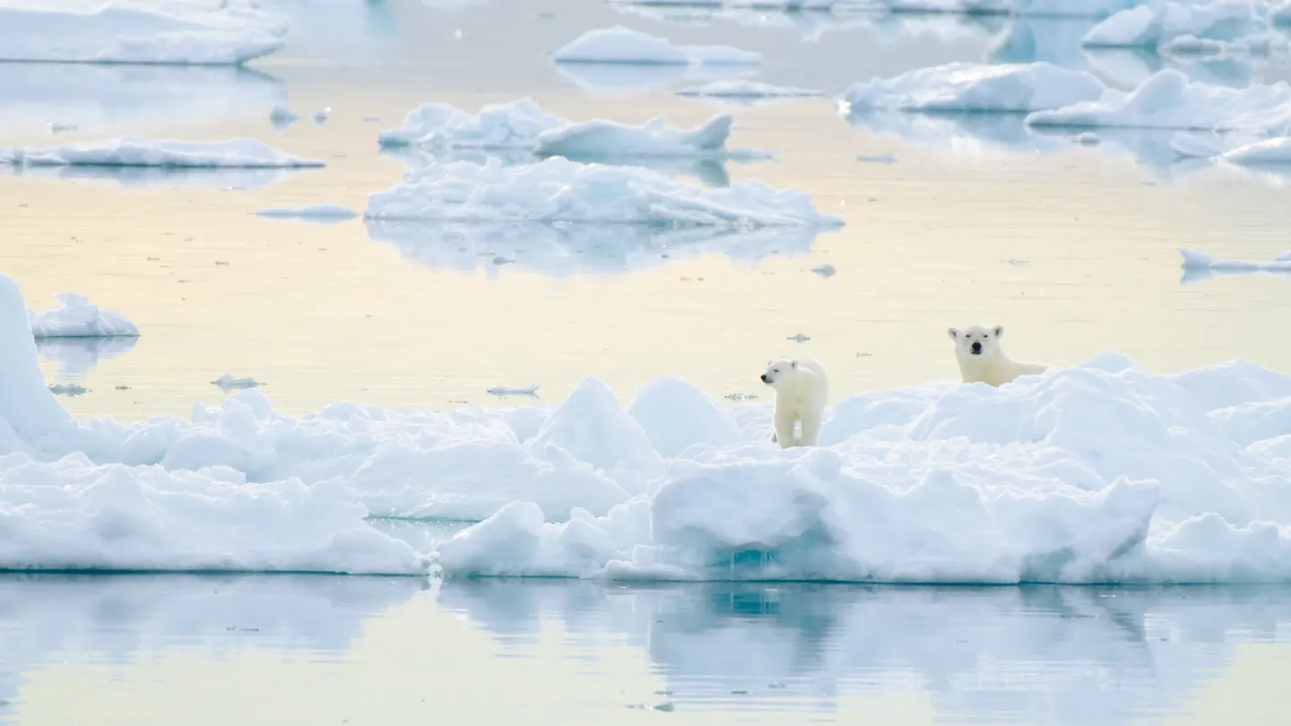 Two polar bears (ursus maritimus) walk on sea ice, Barents Sea, Svalbard, Norway.