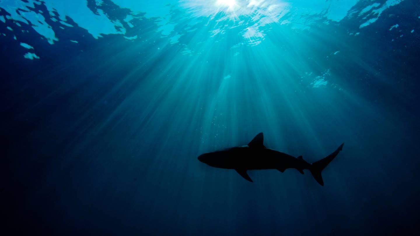 Caribbean reef shark (Carcharhinus perezi) silhouetted against the sun. Grand Bahama, Bahamas. Atlantic Ocean.