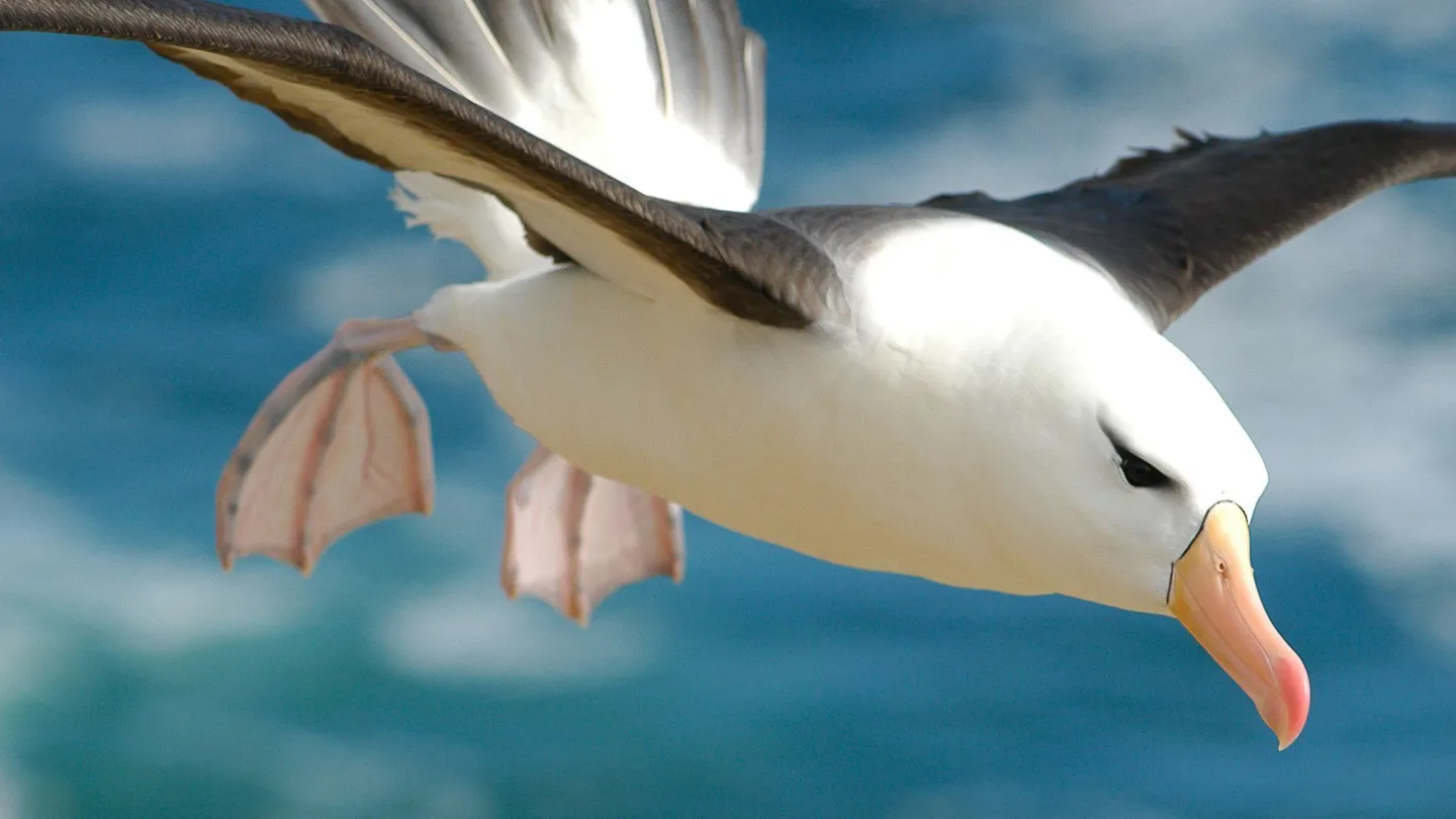 approche noire en finale, Îles Falkland