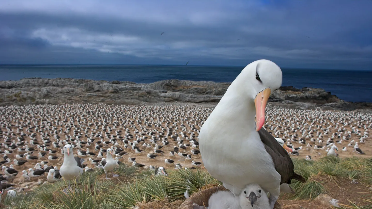 Noir et son jeune dans le cadre d'une colonie de reproduction, îles Falklan