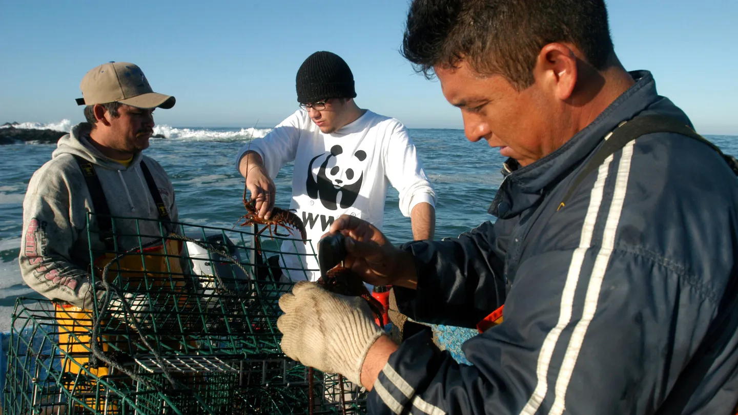 MSC pêcheur qualifié certifié apporter homard des réseaux, du Golfe du Mexique