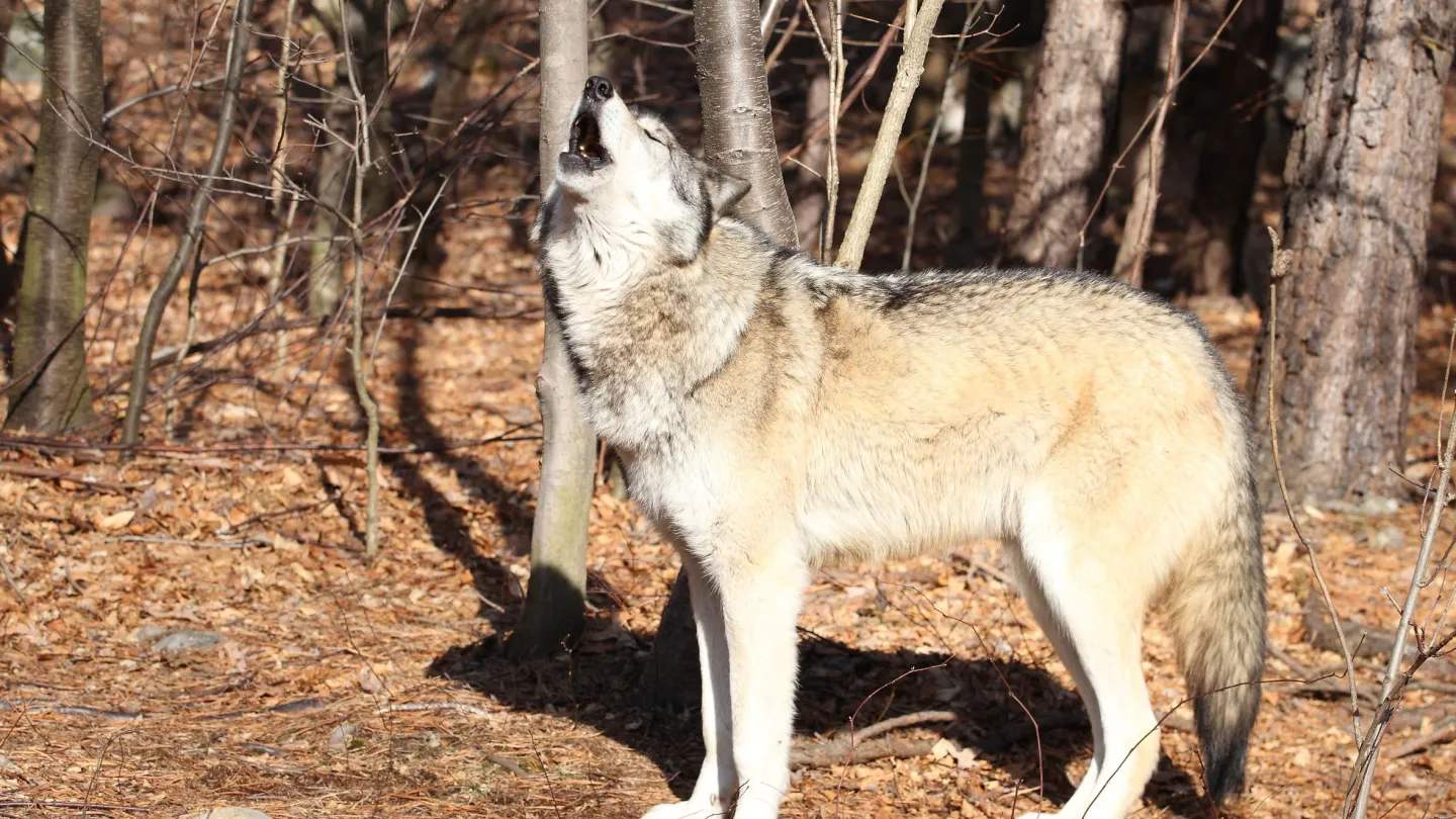 Amérique du Nord Gray Wolf