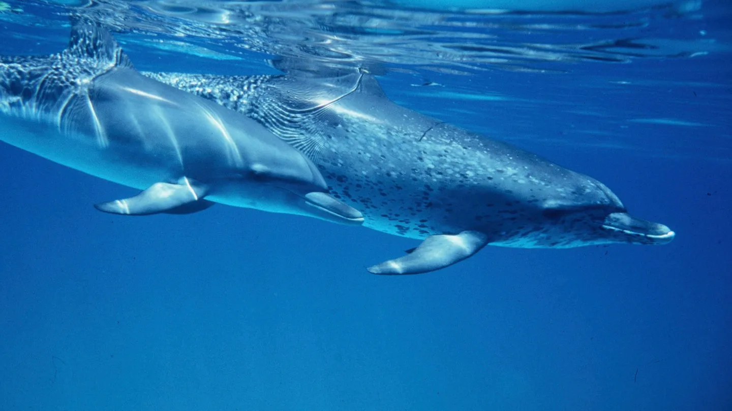 Schlankdelfin mit Punkten bei den Bahamas