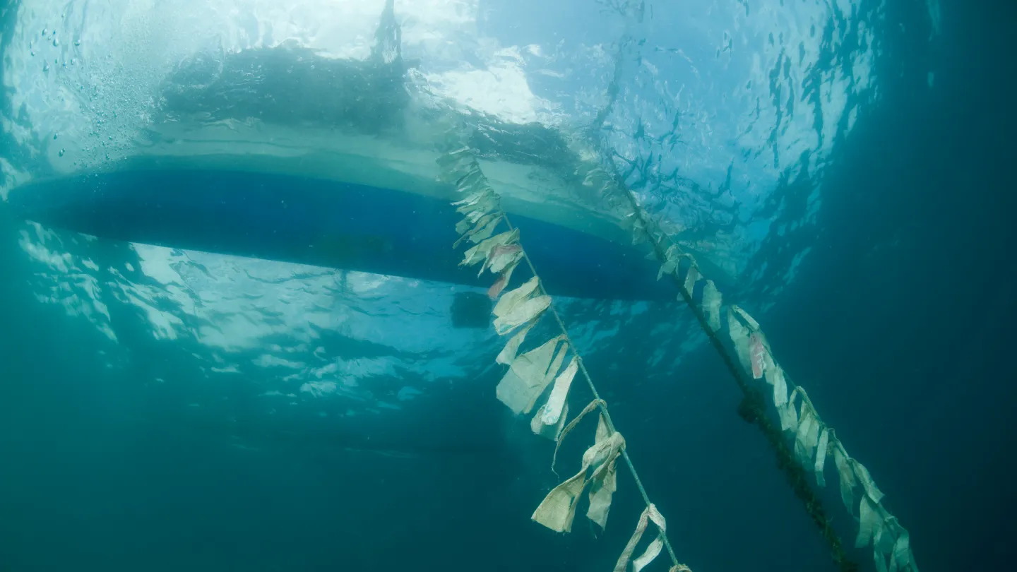 image sous-marine d'une ligne de pêche avec des rubans fluttery dont les poissons doivent cesser, Roxas, Palawan, Philippines