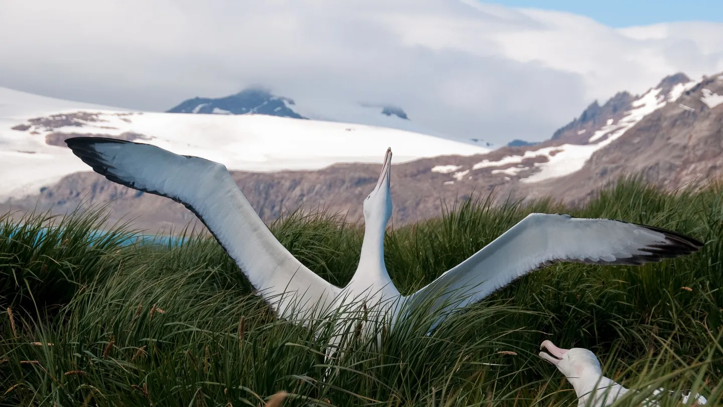 Wandering étendit ses ailes, la Géorgie du Sud, l'océan Atlantique