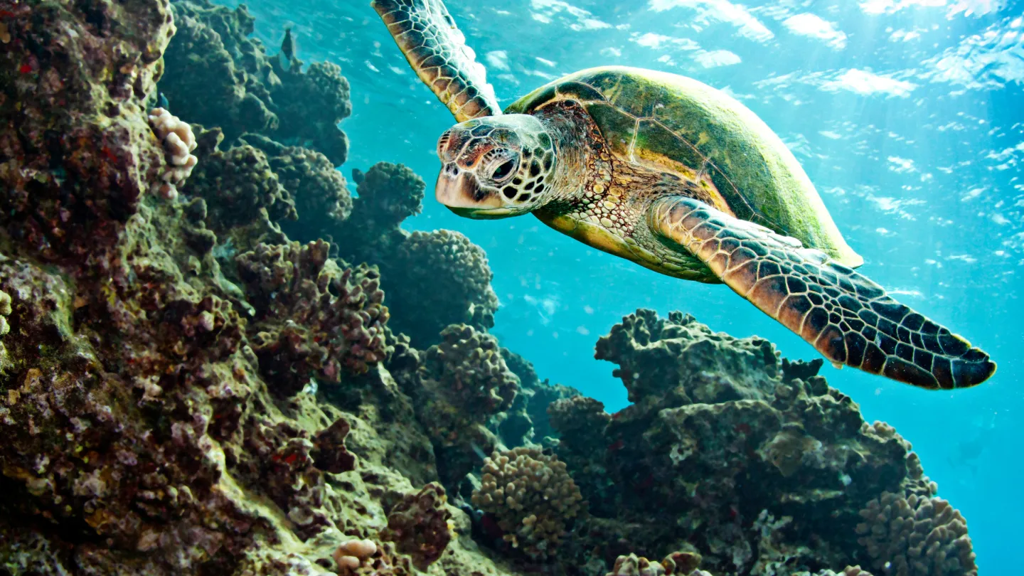 natation de tortue sur le corail